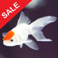 Fish n Grid EA V1.0 + Sets